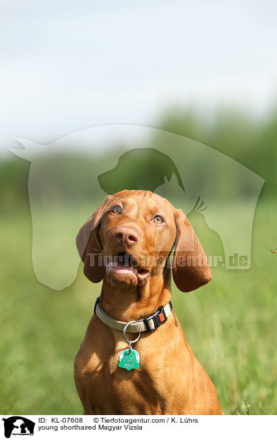 junger Kurzhaarvizsla / young shorthaired Magyar Vizsla / KL-07608