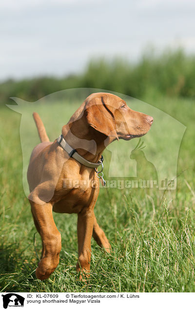 junger Kurzhaarvizsla / young shorthaired Magyar Vizsla / KL-07609