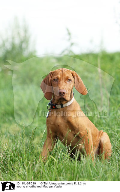 junger Kurzhaarvizsla / young shorthaired Magyar Vizsla / KL-07610