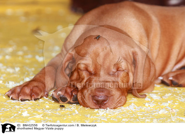 Kurzhaarvizsla Welpe / shorthaired Magyar Vizsla puppy / BM-02556