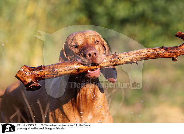 spielender Kurzhaarvizsla / playing shorthaired Magyar Vizsla / JH-13271