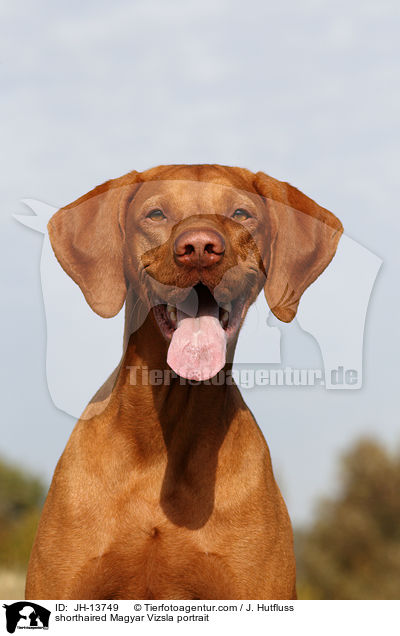 shorthaired Magyar Vizsla portrait / JH-13749