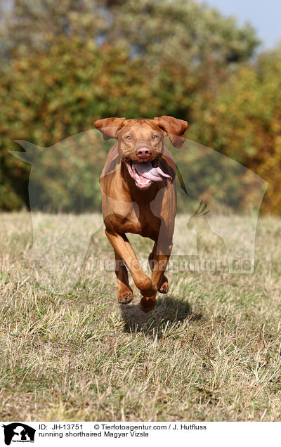 running shorthaired Magyar Vizsla / JH-13751