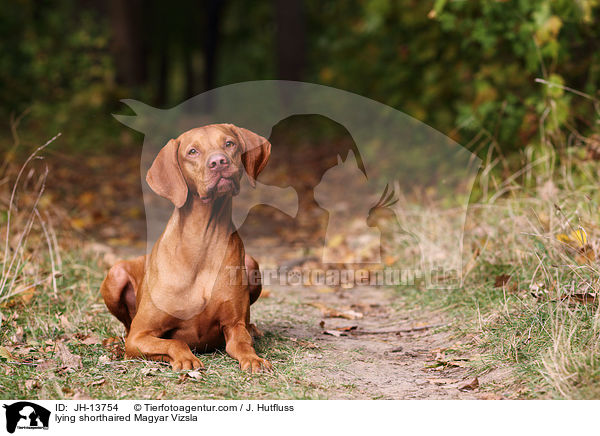 liegender Kurzhaarvizsla / lying shorthaired Magyar Vizsla / JH-13754