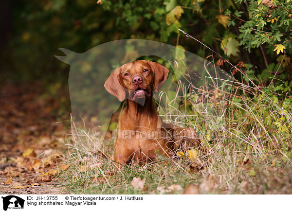 liegender Kurzhaarvizsla / lying shorthaired Magyar Vizsla / JH-13755