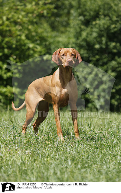 shorthaired Magyar Vizsla / RR-43255
