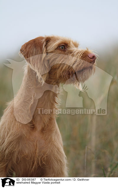 Drahthaarvizsla Portrait / wirehaired Magyar Vizsla portrait / DG-06387