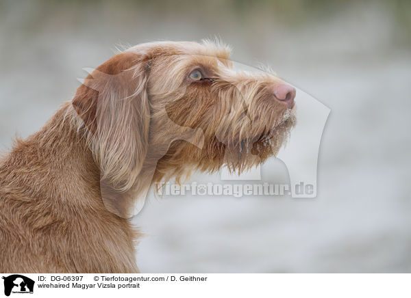 Drahthaarvizsla Portrait / wirehaired Magyar Vizsla portrait / DG-06397