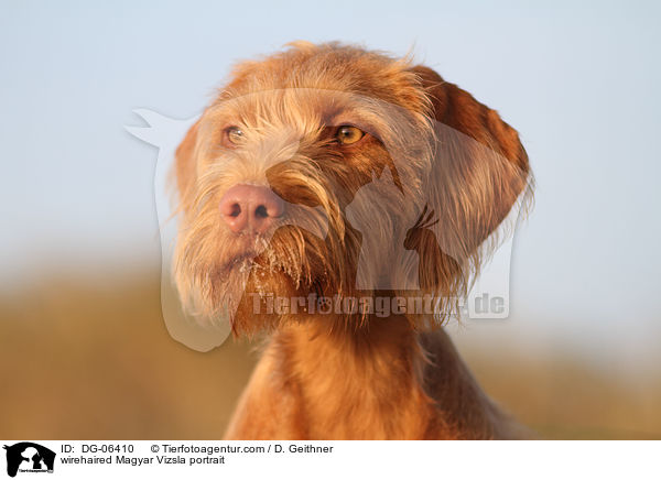 Drahthaarvizsla Portrait / wirehaired Magyar Vizsla portrait / DG-06410