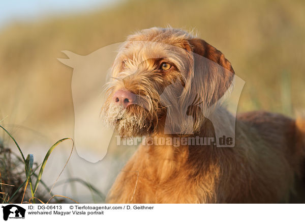 Drahthaarvizsla Portrait / wirehaired Magyar Vizsla portrait / DG-06413