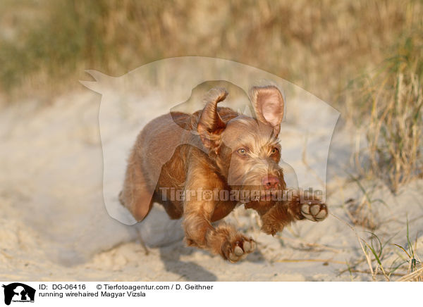 rennender Drahthaarvizsla / running wirehaired Magyar Vizsla / DG-06416