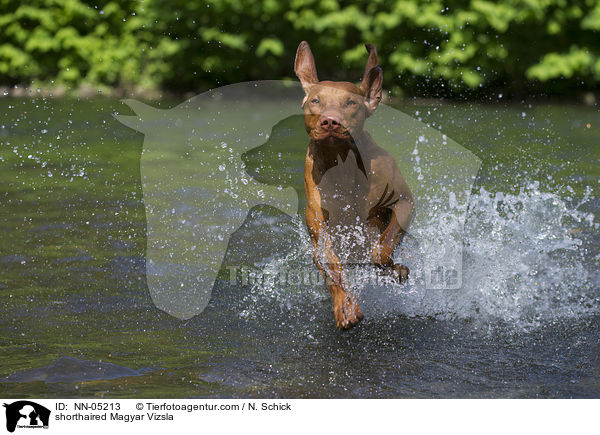 shorthaired Magyar Vizsla / NN-05213