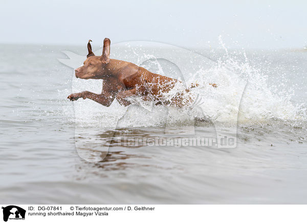 running shorthaired Magyar Vizsla / DG-07841