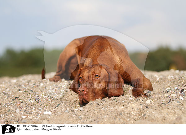 liegender Kurzhaarvizsla / lying shorthaired Magyar Vizsla / DG-07864