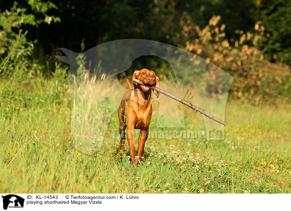 spielender Kurzhaarvizsla / playing shorthaired Magyar Vizsla / KL-14543