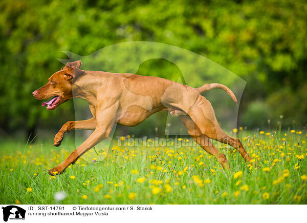 rennender Kurzhaarvizsla / running shorthaired Magyar Vizsla / SST-14791