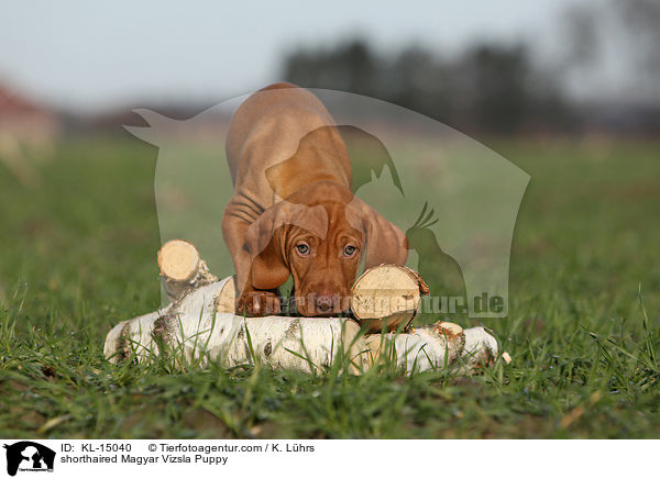 Kurzhaarvizsla Welpe / shorthaired Magyar Vizsla Puppy / KL-15040