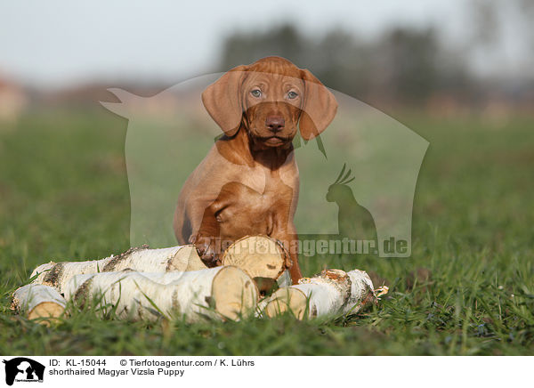 Kurzhaarvizsla Welpe / shorthaired Magyar Vizsla Puppy / KL-15044