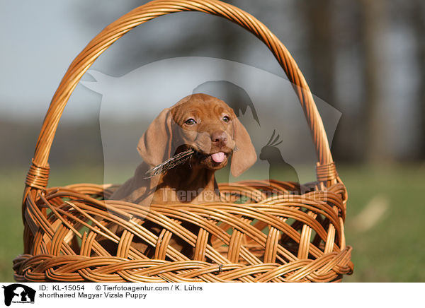 Kurzhaarvizsla Welpe / shorthaired Magyar Vizsla Puppy / KL-15054