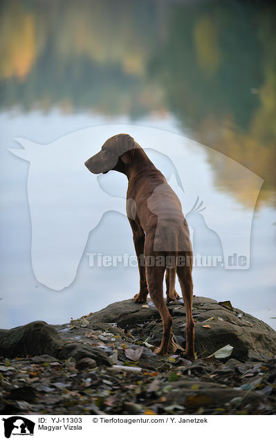 Magyar Vizsla / YJ-11303