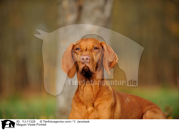 Magyar Vizsla Portrait / YJ-11329
