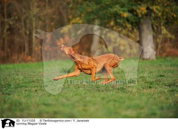 running Magyar Vizsla / YJ-11335