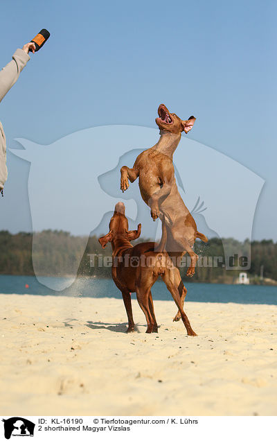 2 shorthaired Magyar Vizslas / KL-16190