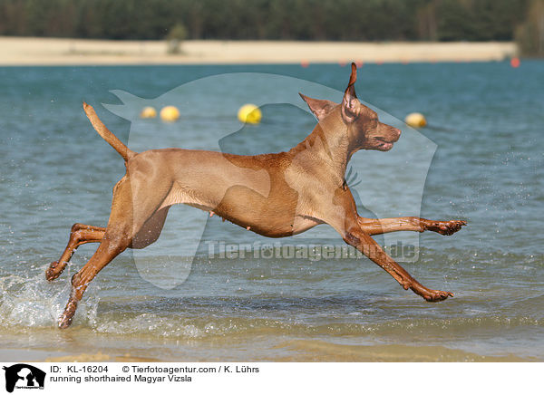 running shorthaired Magyar Vizsla / KL-16204
