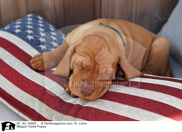 Magyar Vizsla Welpe / Magyar Vizsla Puppy / KL-16900