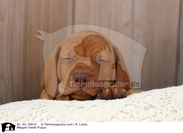 Magyar Vizsla Welpe / Magyar Vizsla Puppy / KL-16914
