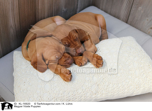 Magyar Vizsla Welpen / Magyar Vizsla Puppies / KL-16920