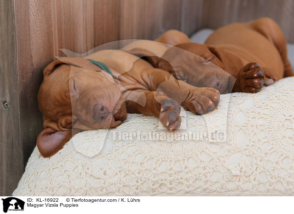 Magyar Vizsla Welpen / Magyar Vizsla Puppies / KL-16922