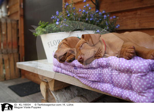 Magyar Vizsla Welpen / Magyar Vizsla Puppies / KL-16934