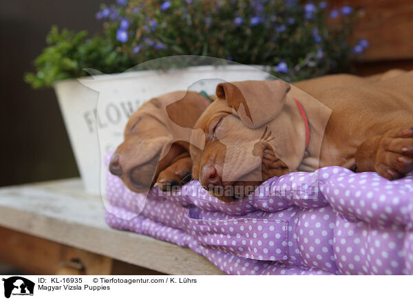 Magyar Vizsla Welpen / Magyar Vizsla Puppies / KL-16935