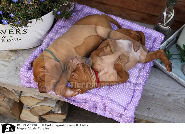 Magyar Vizsla Welpen / Magyar Vizsla Puppies / KL-16938