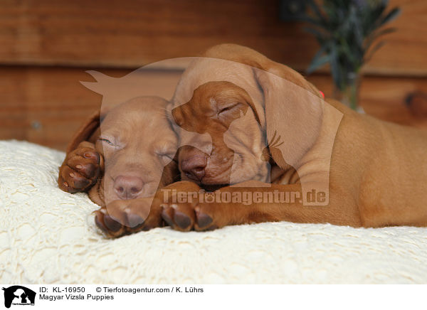Magyar Vizsla Welpen / Magyar Vizsla Puppies / KL-16950