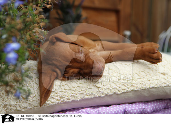 Magyar Vizsla Welpe / Magyar Vizsla Puppy / KL-16958