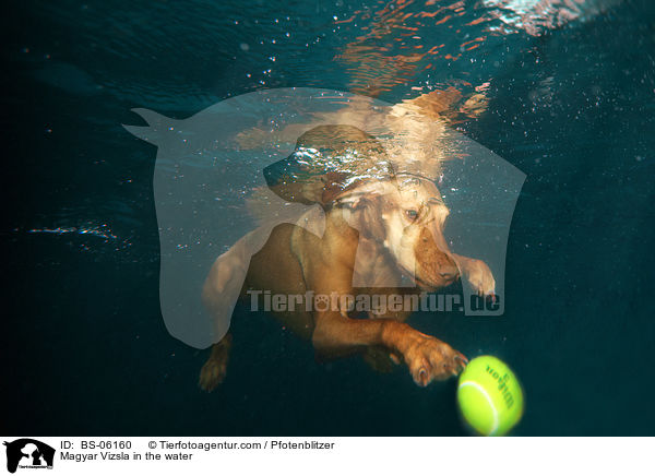 Magyar Vizsla im Wasser / Magyar Vizsla in the water / BS-06160