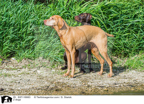 2 dogs / SST-16883