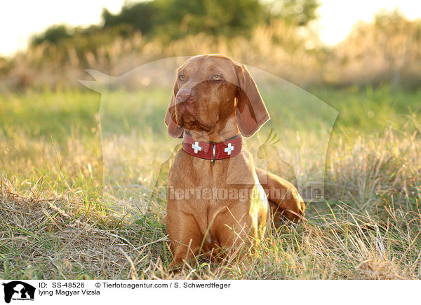 liegender Magyar Vizsla / lying Magyar Vizsla / SS-48526