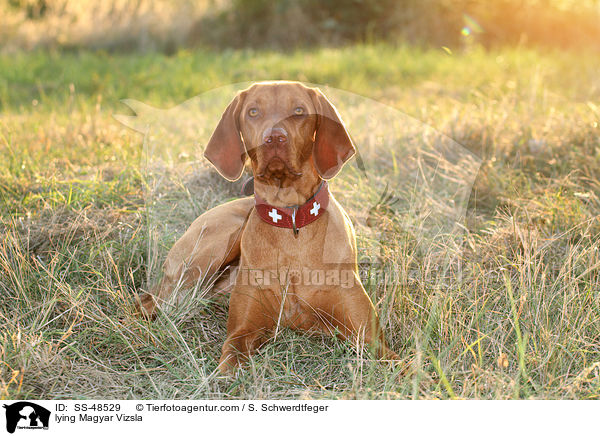 liegender Magyar Vizsla / lying Magyar Vizsla / SS-48529
