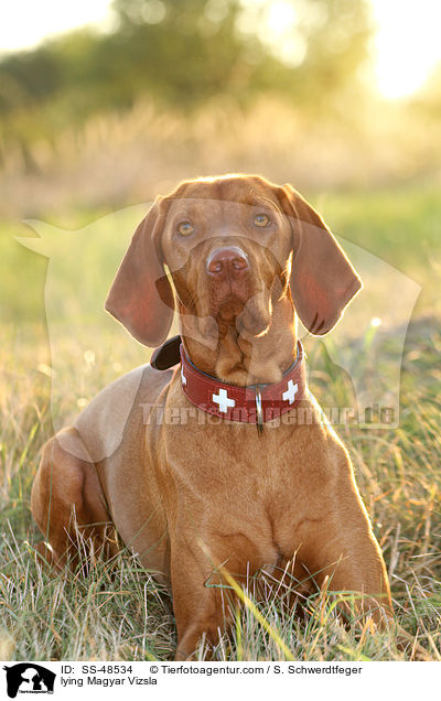 liegender Magyar Vizsla / lying Magyar Vizsla / SS-48534