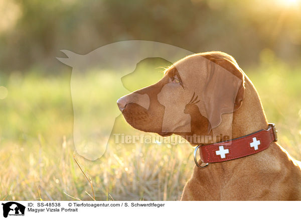 Magyar Vizsla Portrait / Magyar Vizsla Portrait / SS-48538