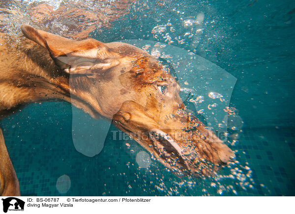 tauchender Magyar Vizsla / diving Magyar Vizsla / BS-06787