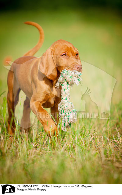 Magyar Vizsla Welpe / Magyar Vizsla Puppy / MW-04177