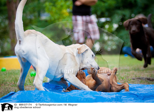 Hundeschule / dog obedience school / MW-07174