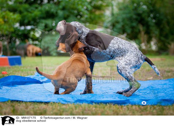 Hundeschule / dog obedience school / MW-07175