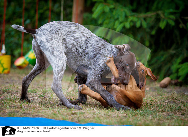dog obedience school / MW-07176