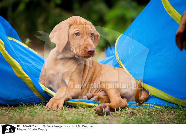 Magyar Vizsla Welpe / Magyar Vizsla Puppy / MW-07178