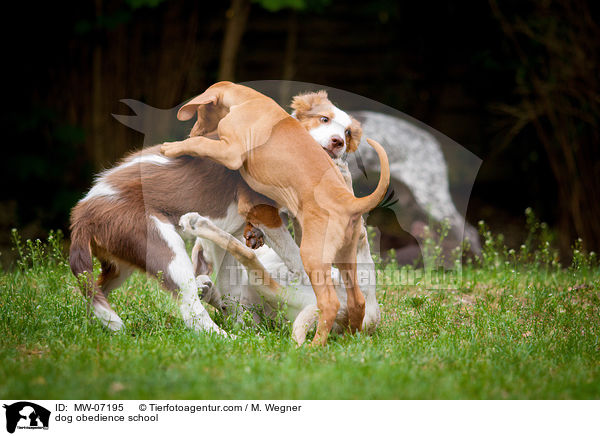 Hundeschule / dog obedience school / MW-07195